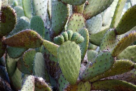 Palomilla Del Nopal Caracter Sticas Da Os Y Prevenci N