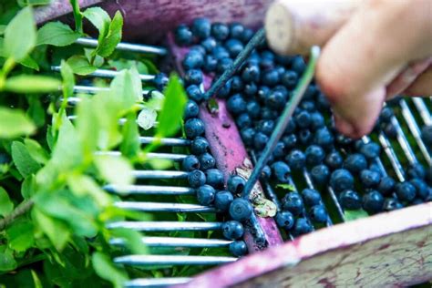 The 9 Best Blueberry Pickers Minneopa Orchards