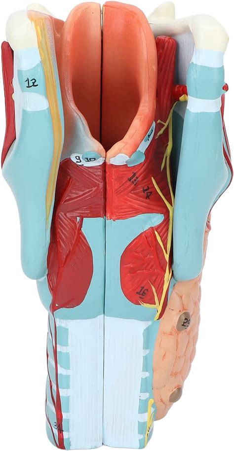 Human Anatomy Nasal Cavity Throat Anatomy Medical Model X