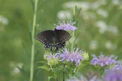 Papilio polyxenes - Facts, Diet, Habitat & Pictures on Animalia.bio