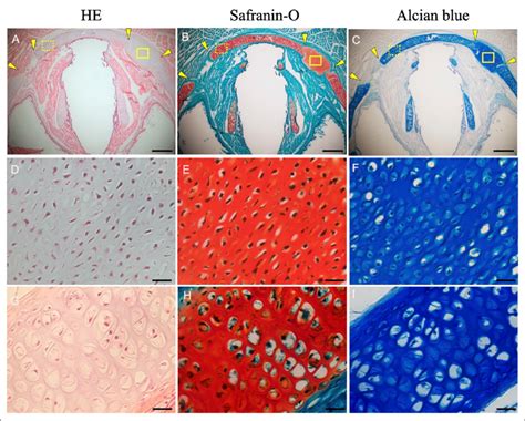 Histological Evaluation Of C Imsc Transplanted Laryngeal Axial Sections