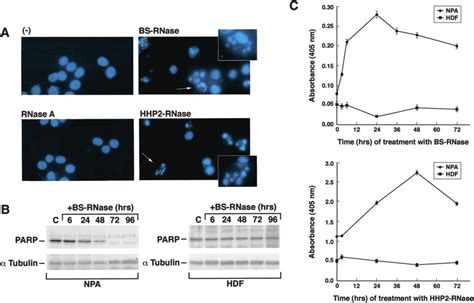 Npa Cell Apoptosis Induced By Cytotoxic Rnases A Npa Cells Were