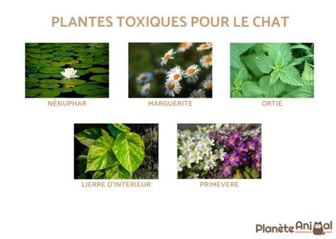 Plantes Toxiques Pour Le Chat Guide Complet