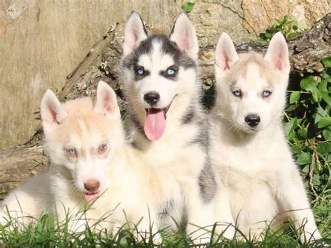 Chiots Huskies Sib Rien Lof Vendr Petite Annonce Chien