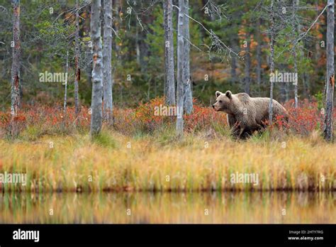 Bear In Yellow Forest Autumn Trees With Bear Beautiful Brown Bear