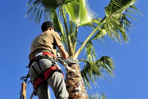 Palm Tree Trimming: A Complete Step-by-Step Guide