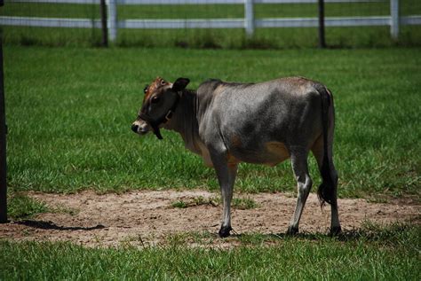 A shell in my pocket and waves at my feet...: Miniature Zebu Cattle Farm...