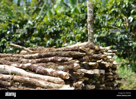 Coffee Trees High Resolution Stock Photography And Images Alamy