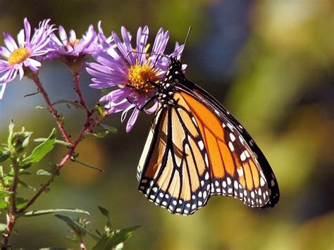 Las Mariposas Migratorias Tienen Mayor Diversidad Genética Planeta