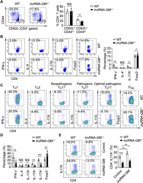 Lncrna Gm Promotes T H 17 Cell Differentiation But Inhibits T Reg Cell Download Scientific