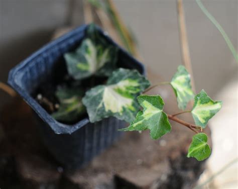 Hedera Helix Goldheart Common Ivy Oro Di Bogliasco Winter Hardy