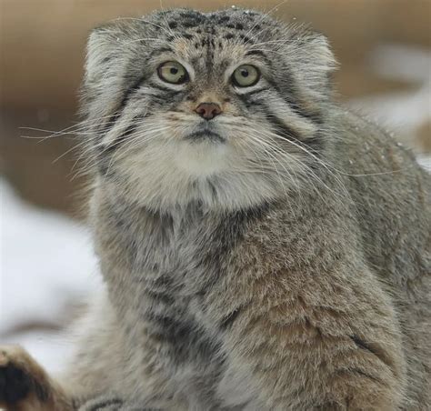 Gatto Di Pallas Origine Carattere E Habitat Naturalmeteo