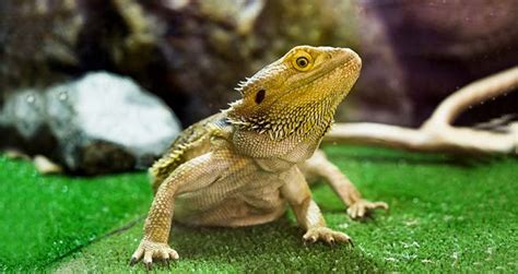 Bearded Dragon Morphs