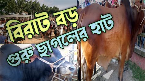 Eidul Ajha Gorur Hat। বিরাট গরু ছাগলের হাট ঈদুল আযহা Youtube