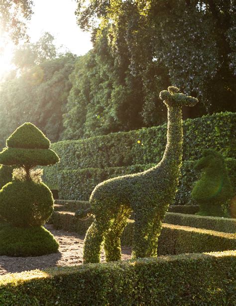 Boxwood Topiary Animals