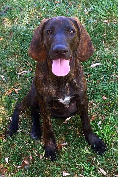 Plott Hound Dog Breed Information Hound Dog Breeds Plott Hound