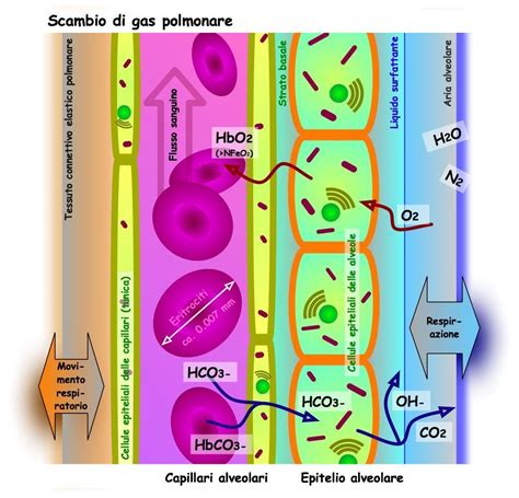 Intercambio de gases en el sistema respiratorio Ciencia y biología