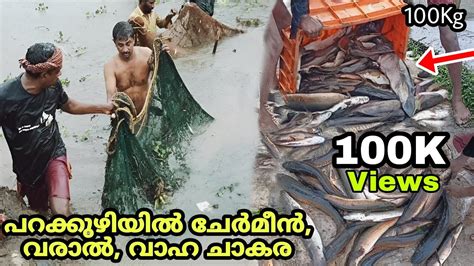 പറക്കുഴിയിൽ അരിച്ചുപെറുക്കി മീൻ പിടിച്ചപ്പോൾ Caught Fish Sifting