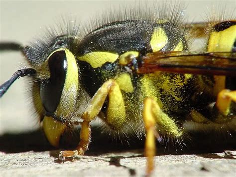 Descubre El Misterio Por Qu Las Abejas No Pueden Resistir La Luz