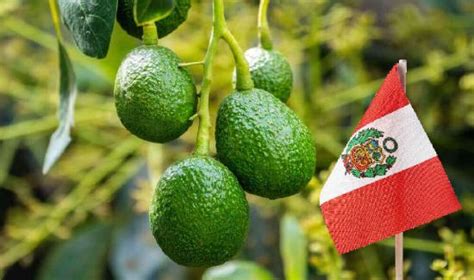 Prohass Despachos Peruanos De Palta Hass Fresca A Estados Unidos