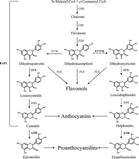 General Flavonoid Biosynthetic Pathway In Arabidopsis Abbreviations