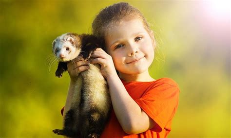 ¿es Buena Idea Que Mi Hijo Tenga Un Hurón Como Mascota