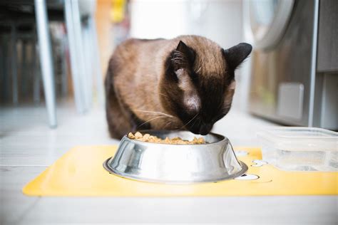 Guía para entender por qué tu gato vomita líquido marrón