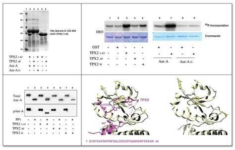 Molecular Determinants Of Tpx2 Aurora A Recognition A Pull Down