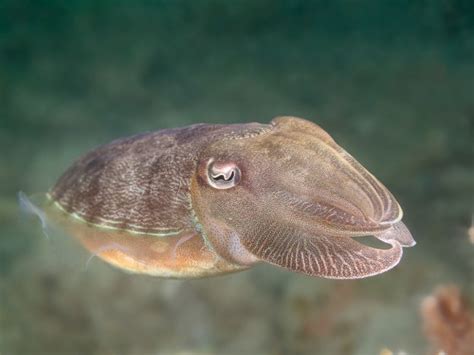 Cuttlefish – Sepia sp. | UNDERWATER & NATURE PHOTOGRAPHS