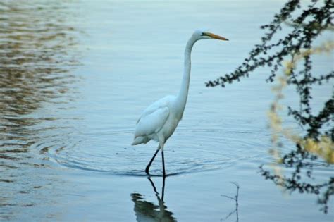 Kostenlose Foto Wasser Natur Vogel Fl Gel Wei See Tierwelt