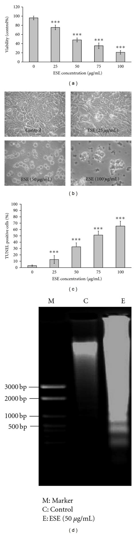 Ese Reduced Cell Viability And Induced Morphological Changes