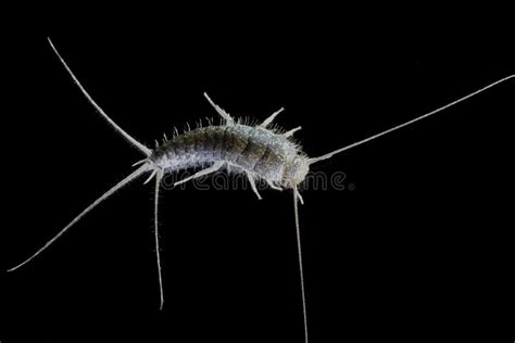 Lepisma, Saccharina Del Lepisma, Foto Macra En El Fondo Blanco Imagen ...