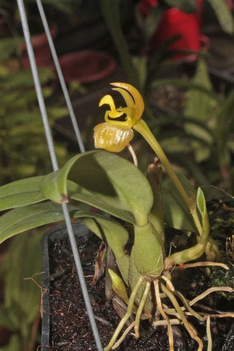 Bulbophyllum Ecornutoides Orchidaceae Image At Phytoimages Siu Edu