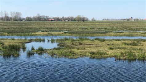 Raapzaad De Fenolijn En Alle Overige Onderwerpen Vroege Vogels Bnnvara