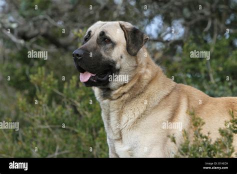 Dog Anatolian Shepherd Dog Kangal Turkish Karabash Adult Portrait