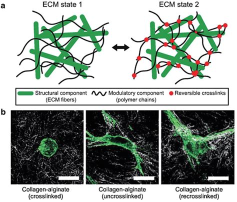 Modulating Stiffness As A Cue For Cells A Schematic Illustration Of