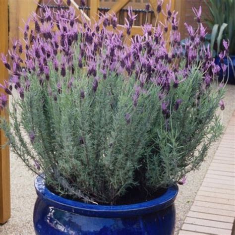 French Lavender Plug Plants Garden Purple Flowers Fragrant Perennial