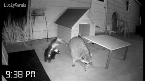 The New Raccoon Proof Feral Cat Feeder Setup