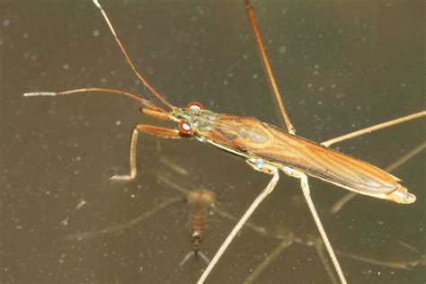 Gerridae
