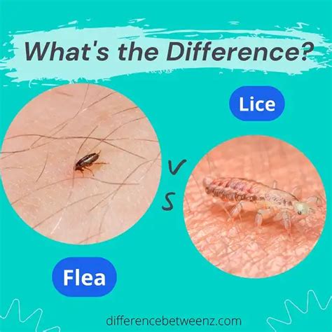 Difference between Fleas and Lice - Difference Betweenz