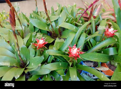 Flowering Bromelaids Hi Res Stock Photography And Images Alamy