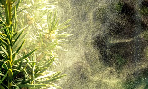 We explain why the weather affects the pollen count in atlanta 36