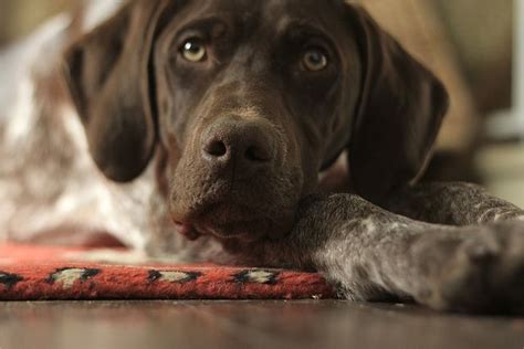 The Potato Pointer Puppies German Shorthair German Shorthaired Pointer