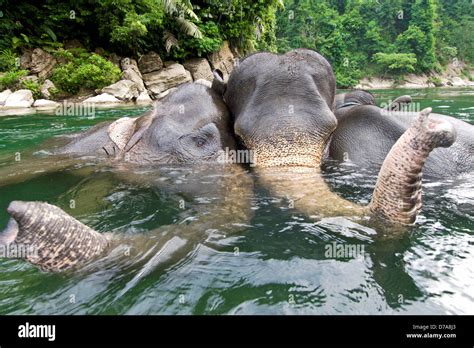 Los Elefantes De Sumatra Elephas Maximus Sumatranus Waterhole Bañando En El Parque Nacional