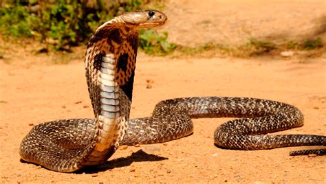 Cobra Características Qué Come Dónde Vive Cómo Nace