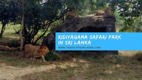 Ridiyagama Safari Park In Sri Lanka Youtube