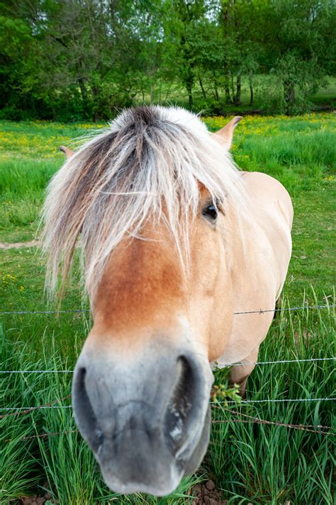 Cheval Wolfisheim France Mateusz Marczyk Flickr