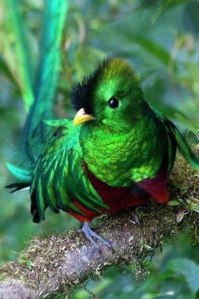 Beautiful Resplendent Quetzal Tropical Birds Exotic Birds