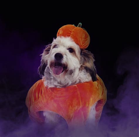 Halloween Petco Chile