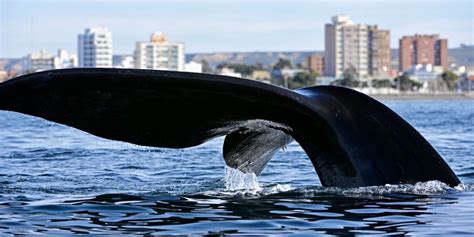 Celebración de la Semana de las Ballenas promoviendo el turismo y la